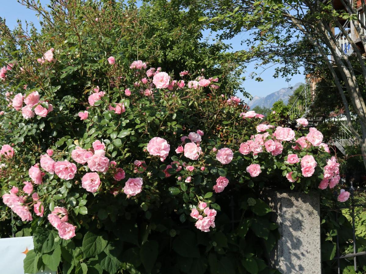 Am Rhein Koblach